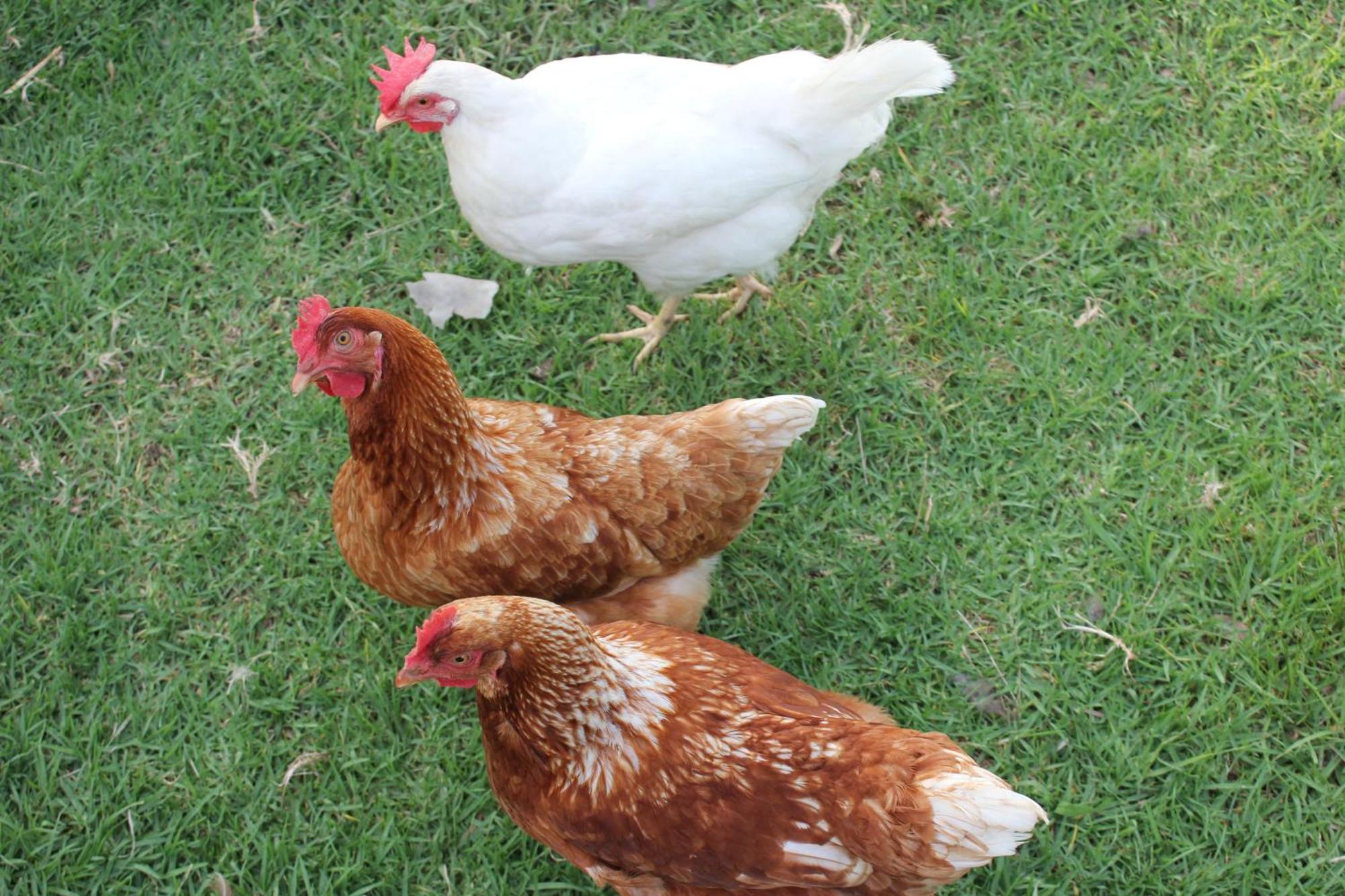 Bryn Glas Farm Stay Moruya Luaran gambar