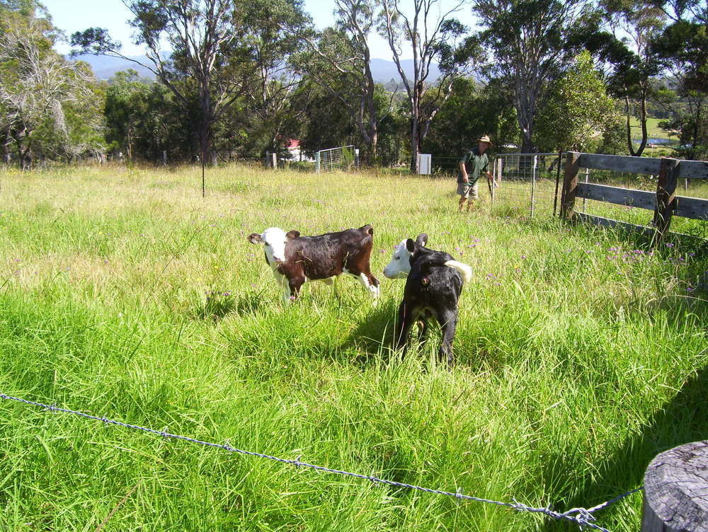 Bryn Glas Farm Stay Moruya Luaran gambar