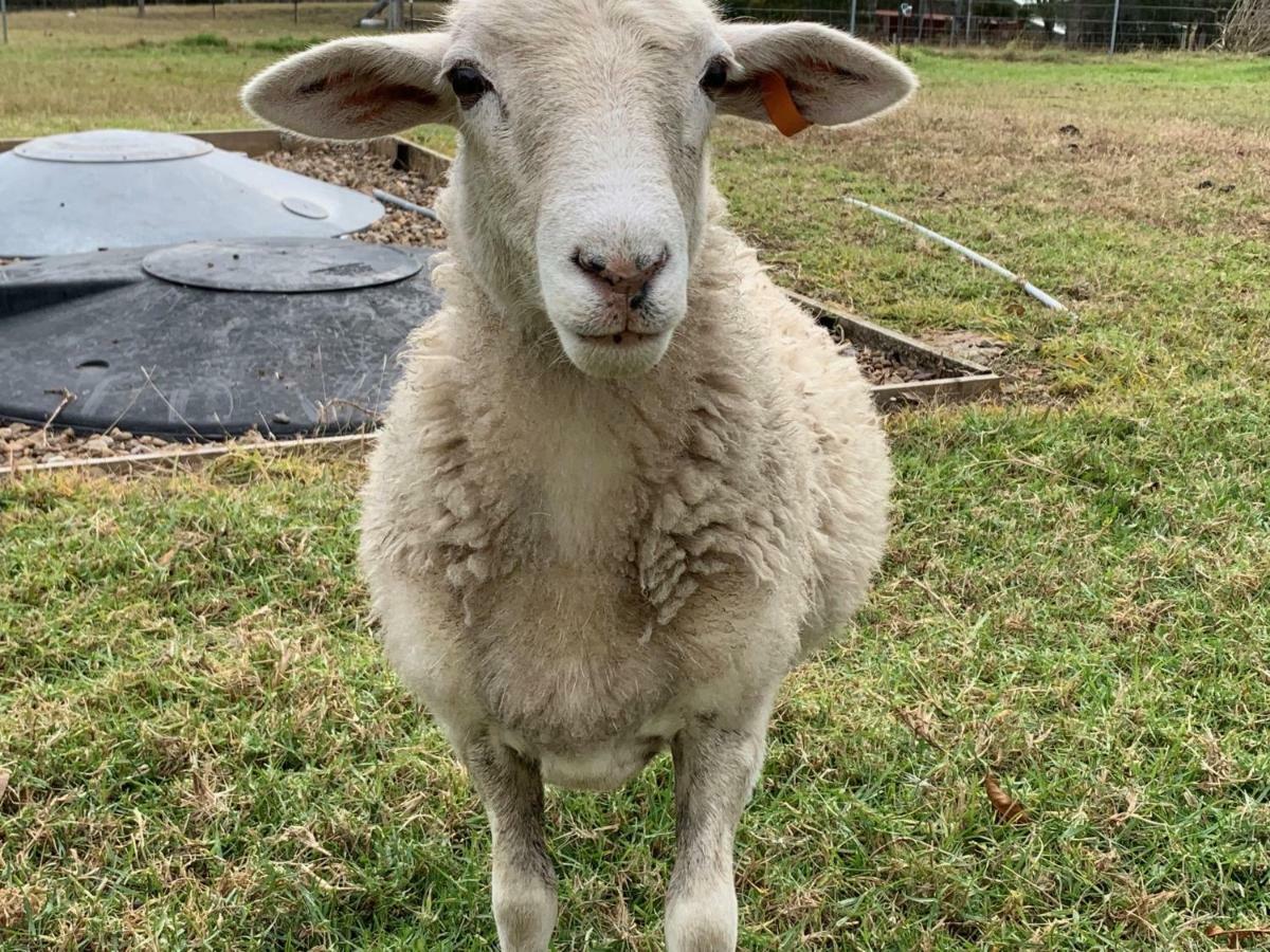 Bryn Glas Farm Stay Moruya Luaran gambar