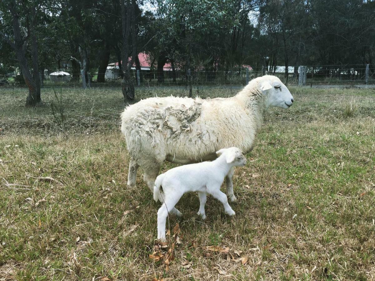 Bryn Glas Farm Stay Moruya Luaran gambar